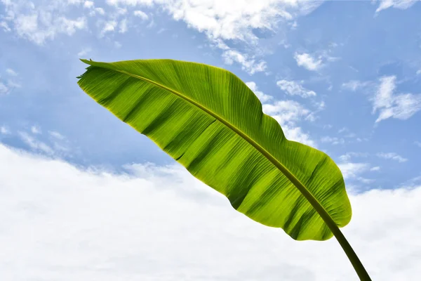 バナナ葉の背景 フレッシュ バナナ緑の熱帯植物自然は空青い雲の明るい日に葉 — ストック写真