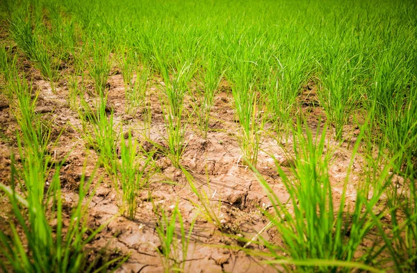 Arid green rice field / Cracked ground dry land during the dry season in rice field agriculture area natural disaster damaged agriculture - soil dry mud arid