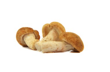 Shiitake mantar / Raw taze mantar shiitake izole aşçı yemek için beyaz arka plan üzerinde 