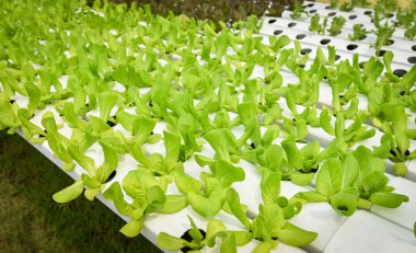 sebze hydroponic sistemi / genç ve taze sebze yeşil çünkü marul salata büyüyen hydroponic bahçe çiftlik salata su sera organik bitki sağlık gıda için tarımda toprak olmadan