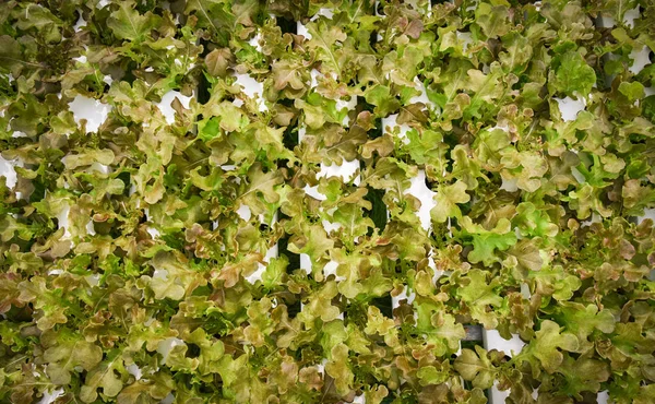Vegetable Hydroponic System Young Fresh Vegetable Red Oak Lettuce Salad — Stock Photo, Image
