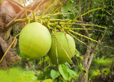 Genç Hindistan cevizi ağacı / taze yeşil Hindistan cevizi hurma ağacı tropikal meyve tesisleri Bahçe meyve üzerinde yaz gün