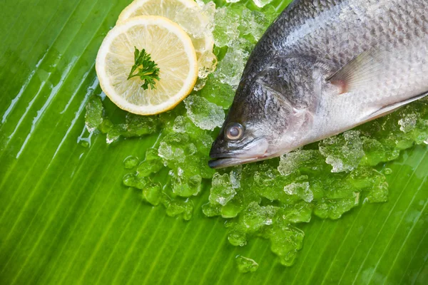Fresh sea bass fish for cooking / Seafood raw seabass fish plate ocean gourmet on ice lemon parsley on banana leaf background top view
