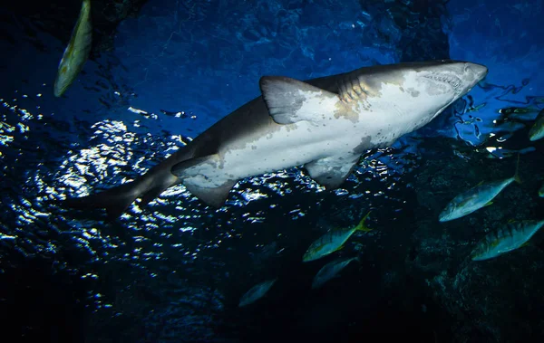 Gran Imagen Tiburón Blanco Bajo Agua Nadando Vida Marina Océano — Foto de Stock