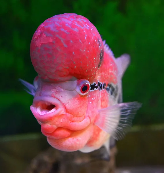 カラフルな赤雑種シクリッド魚ペット男性美しい魚 Louhan カワスズメ科 Flowerhorn 泳いで水槽の水中水族館 — ストック写真