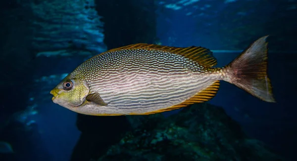 Hermoso Pescado Océano Natación Vida Marina Bajo Agua Mar —  Fotos de Stock