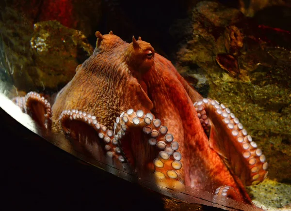 章鱼游泳鱼缸水下水族馆 — 图库照片