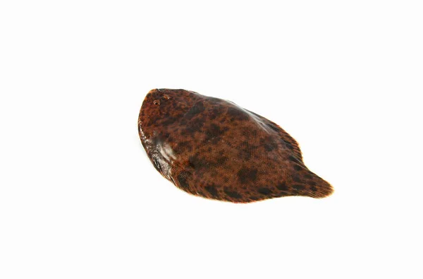 Freshwater Sole River Sole Fish Fresh Isolated White Background Soleidae — Stock Photo, Image