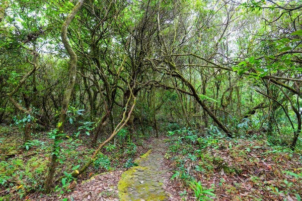 Floresta Antiga Com Planta Verde Árvore Floresta Madeira Videira Hera — Fotografia de Stock