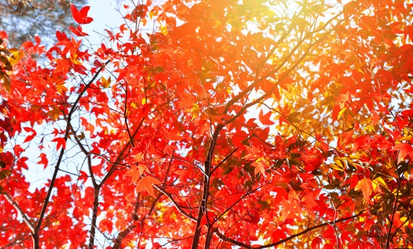 Red Maple Leaf Maple Tree Colorful Season Autumn Forest Leaves — Stock Photo, Image
