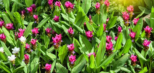 Siam Tulip Fiore Colorato Rosa Bianco Krachiew Fiori Nel Bellissimo — Foto Stock