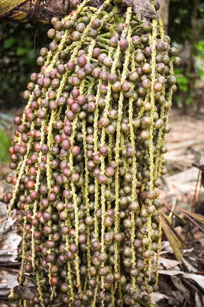 bunch of Fishtail Palm fruit on tree in the natural wild (Wart Fishtail Palm)