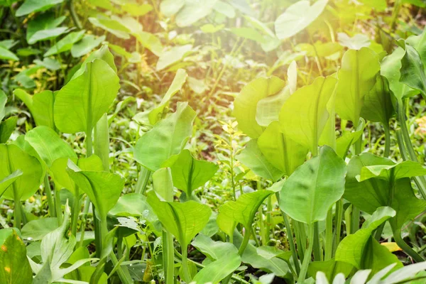 Hojas Verdes Planta Limnocharis Flava Naturaleza Del Pantano Para Verduras — Foto de Stock