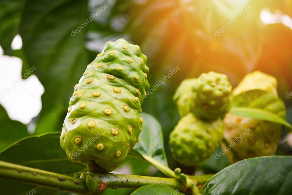 Noni frutas hierbas medicinales / noni fresco en el árbol Otros nombres