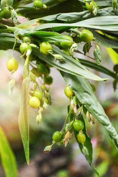 Job\'s tears coix lachryma jobi / Green fruit of Job tears plant on the tree - fresh chinese pearl barley raw coixseed selective focus