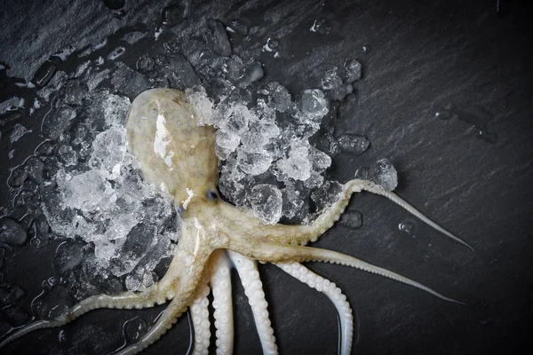 Schaal Schelpdieren Inktvis Ijs Verse Octopus Oceaan Gastronomische Rauwe Inktvis — Stockfoto