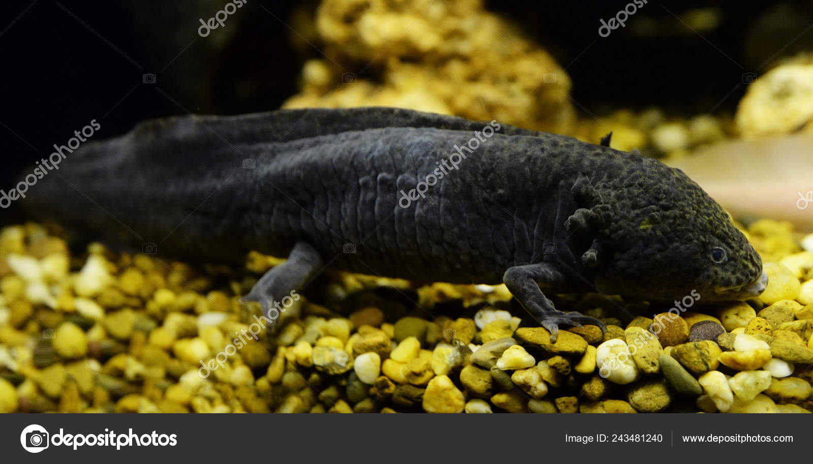 Axolotl Swimming Underwater Photography Black Salamande Marine Life Fish Tank Stock Photo Image By C Poringdown Gmail Com