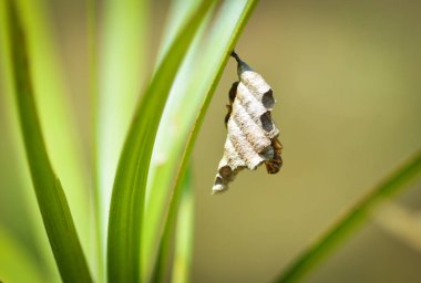 Ağaç wasp veya kağıt arısı yuvasına doğa arka planda yeşil yaprak üzerinde