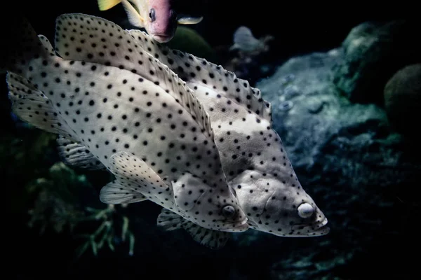 Bacalhau Barramundi Peixe Garoupa Nadando Vida Marinha Oceano Subaquático Peixe — Fotografia de Stock