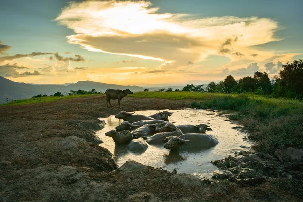 Wonderful landscape sunset with water buffalo in mud pond animal relaxes time on the mountain - Buffalo field Asia