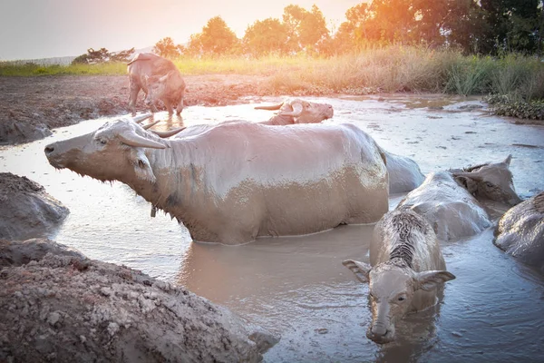 Búfalo Água Lagoa Lama Relaxa Tempo Animal Montanha Campo Búfalo — Fotografia de Stock