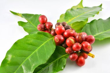 Taze kahve Barbunya ve yeşil yaprak üzerinde izole beyaz arka plan / arabica kahve meyveleri Tarım Çiftlik hasat