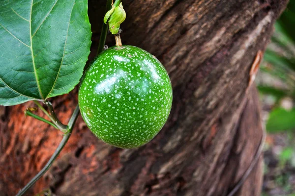 Green passion fruit on vine tree / Scarletfruit passionflower - Passiflora foetida