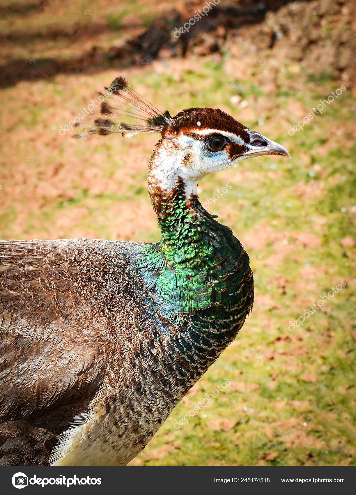 peahen female peacock beautiful bird walking farm peafowl bird stock photo c poringdown gmail com 245174518 peahen female peacock beautiful bird walking farm peafowl bird stock photo c poringdown gmail com 245174518
