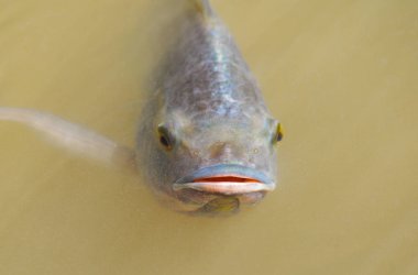 Tilapia balık yüzeyi su nehirde Yüzme yaz aylarında doğal oksijenin Live'da gece / tatlı su balık