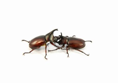Gergedan böceği üzerinde beyaz izole mücadele / Dynastinae beetle