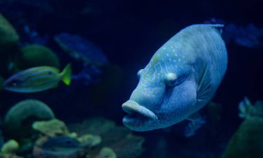 Humphead maori wrasse balık / deniz yaşamı sualtı okyanus (Cheilinus undulatus yüzme Napoleon balık)