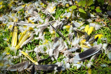 Kuş tüyü sarı, gri ve siyah üzerinde zemin çim doğada kuş avcısından kalmaktadır