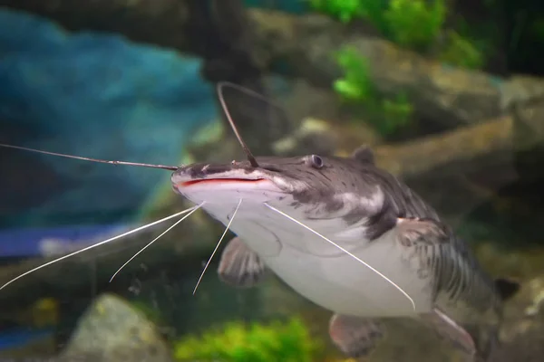 Wild Catfish Swimming Underwater Aquarium — Stock Photo, Image