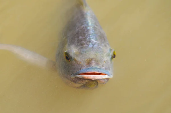 罗非鱼在水河水面上游泳 在夏季自然生活在氧气中 — 图库照片
