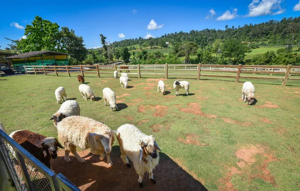 Fazenda Ovelhas Montanha Bela Fazenda Rural Aldeia Ovelhas Pastando Grama — Fotografia de Stock