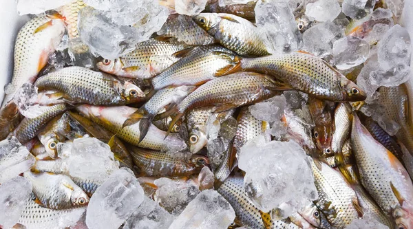 Fresh fish on Ice bucket from fishing river asia freshwater fish