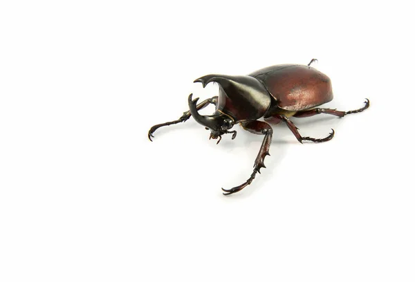 Rhinoceros Beetle Isolated White Dynastinae Beetle — Stock Photo, Image