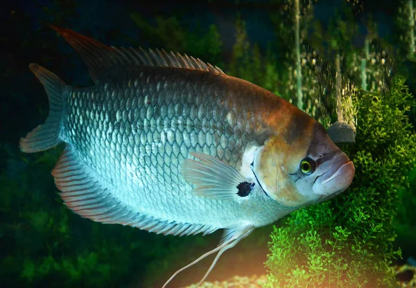 Gigante Cola Roja Gourami Peces Nadando Acuario Submarino Pecera Gourami —  Fotos de Stock