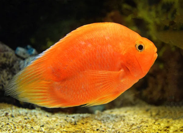 Papagaio Sangue Peixe Ciclídeo Laranja Peixe Cichlid Africano Nadando Aquário — Fotografia de Stock