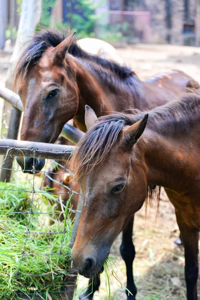 Farm Horses Grazing Grass Stable — Stock Photo, Image
