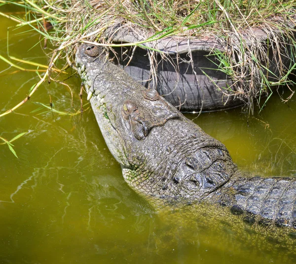 Crocodilo Flutuando Água Natureza Rio Animal Réptil Vida Selvagem — Fotografia de Stock