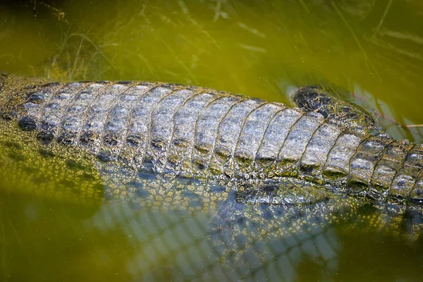 Crocodilo Flutuando Água Natureza Rio Animal Réptil Vida Selvagem — Fotografia de Stock