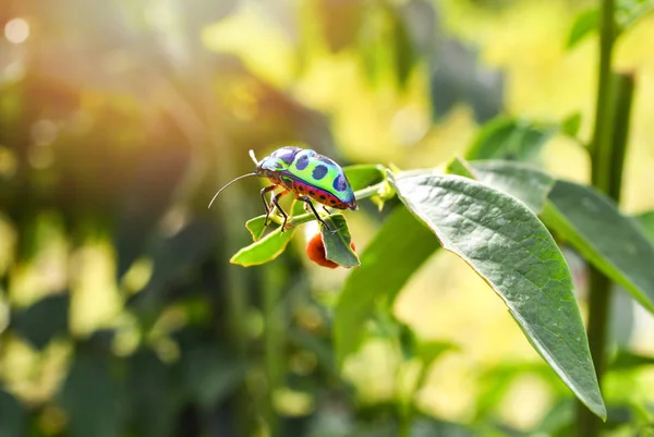 五颜六色的宝石甲虫绿色的虫子在叶子在自然背景 关闭绿色昆虫 — 图库照片
