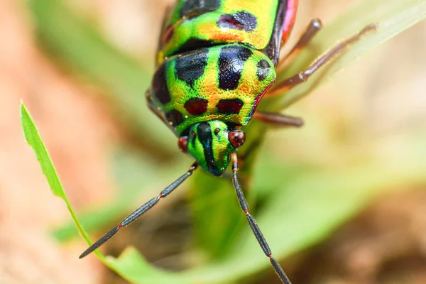Coloré Scarabée Bijou Insecte Vert Sur Feuille Dans Nature Fermer — Photo