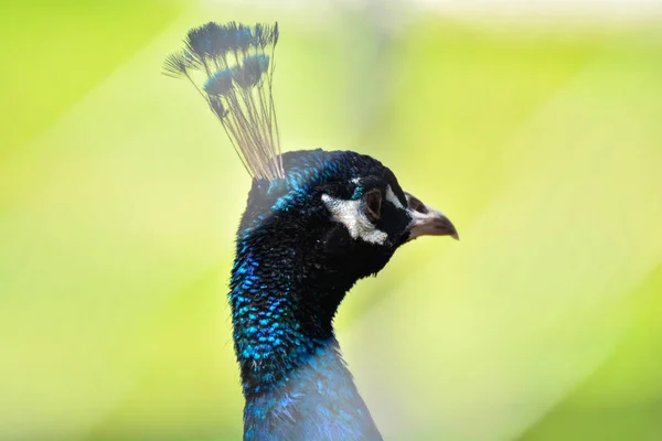 Peacock Portret Close Hoofd Peacock Wandelen Groen Gras Boerderij Pauw — Stockfoto