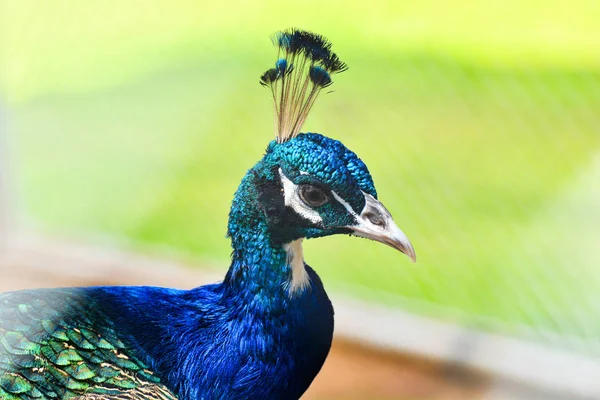 Pavão Retrato Close Cabeça Pavão Andando Grama Verde Fazenda Pavão — Fotografia de Stock