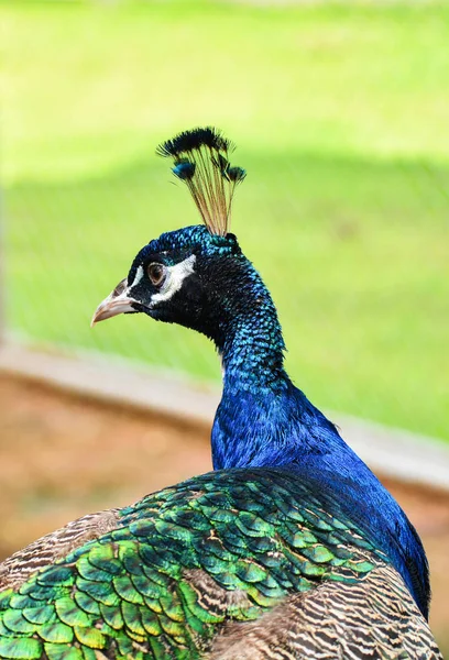 Pavão Retrato Close Cabeça Pavão Andando Grama Verde Fazenda Pavão — Fotografia de Stock