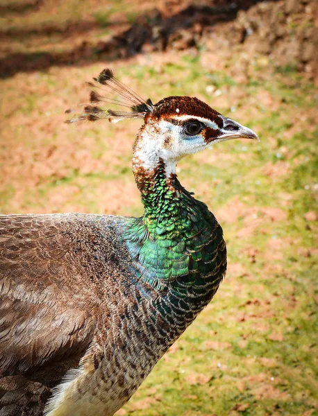 Peahen Самка Павлина Красивая Птица Гуляющая Ферме Peaffowd Птица — стоковое фото