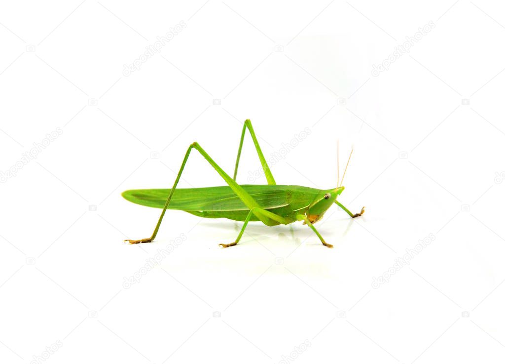 Conehead Grasshopper green isolated on white background / Ruspolia nitidula