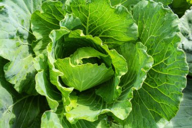 Arka planda çiftlik alanı sebze organik taze yeşil lahana / lahana bahçesinde yakın 